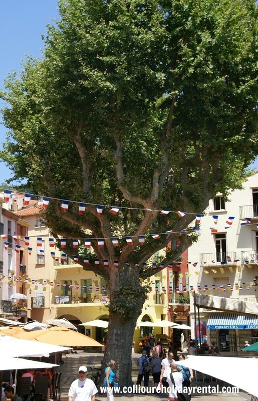 Olive tree in Collioure