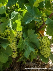Grapes in the Banyuls vineyard